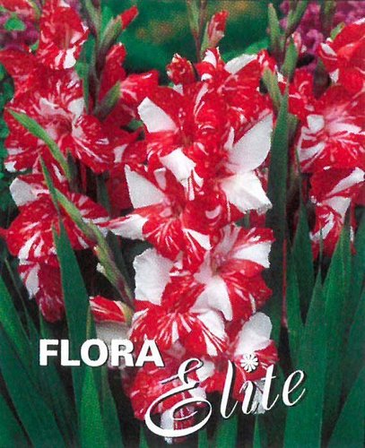 Gladiol Large Flowering Zizanie 10/12, 10 ks