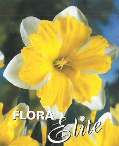 Narcis Split-Corona Cassata 5 ks, 12/14