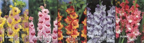 Show box S10 Gladioli in Ruffled 12/14, 5 x 100 ks