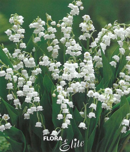 Convallaria majalis I, 10 ks