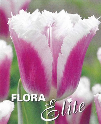 Tulipn tepenit Sista  7 ks, 11/12