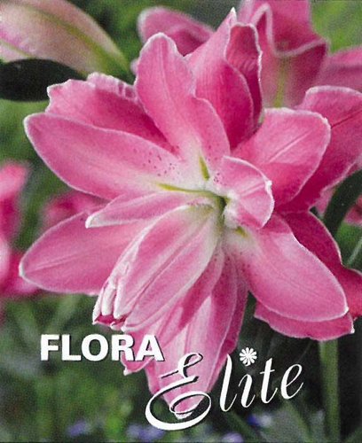 Lilie Double Oriental Lotus Wonder14/16, 2 ks
