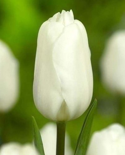 Tulipn Triumph Agrass White  7 ks, 11/12