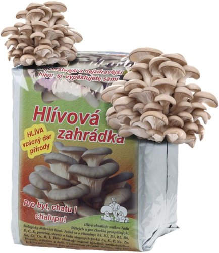 Sadba - Hlíva ústřičná 6 kg