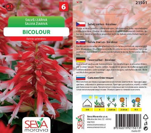 Šalvěj zářívá Bicolour bíločervená_0,1 g