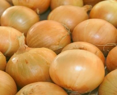 Cibule saz. - Radar 8/16, 25 kg