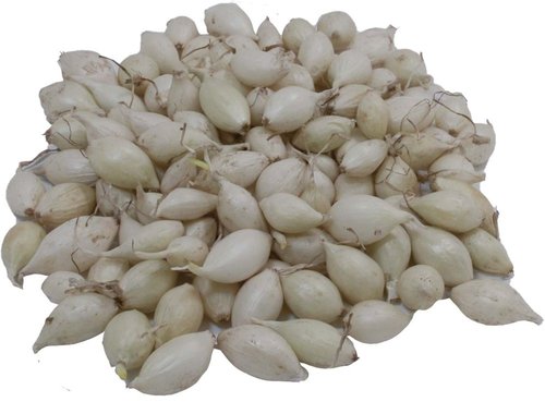Cibule sazečka - Snowball 8/14 mm, 25 kg
