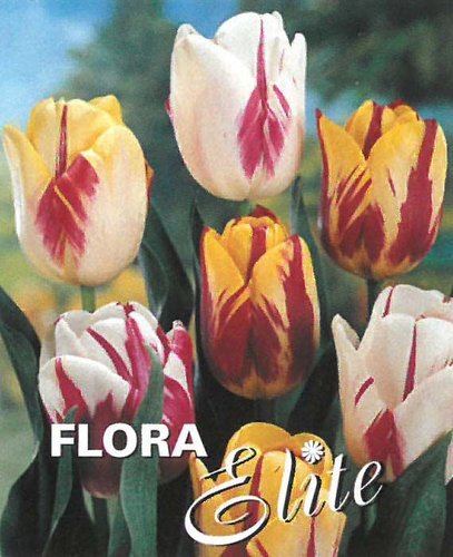 Tulipn Rembrandt (han) Mixed 7 ks, 11/12
