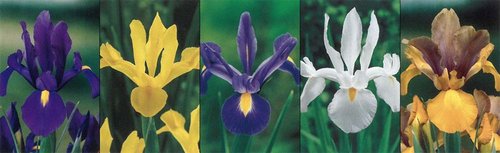 Show box S57 Dutch Iris 8/95 x 150 ks
