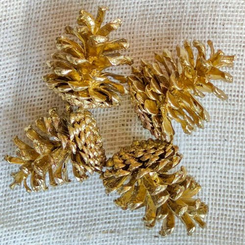 Sušina - Šiška borovice zlatá 4 x 10 ks