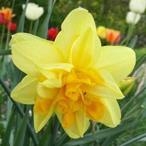 Narcis plnokvt Apotheose 5 ks, 12/14