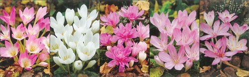 Show box S102 Colchicum podzimn kveten, 5 x 10 ks