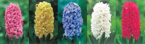 Show box S107 Hyacinty 15/16, 5 x 40 ks
