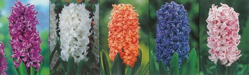 Show box S108 Hyacinty 18/19, 5 x 20 ks