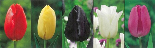 Show box S120 Tulipn Single Late 11/12, 5 x 60 ks