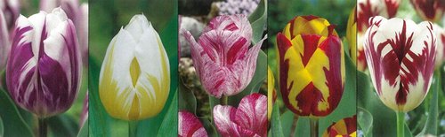 Show box S122 Tulipán Rembrandt (Striped Tulips) 11/12, 5 x 60 ks