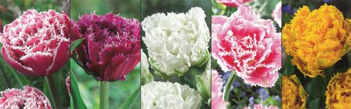 Show box S131 Tulipn Double Fringed 11/12, 5 x 30 ks