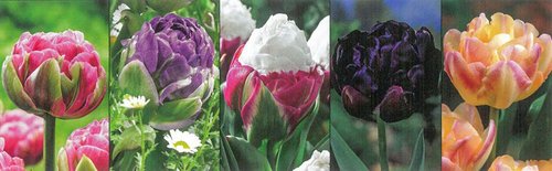 Show box S135 Tulipn Paeonia Flowered 11/12, 5 x 30 ks