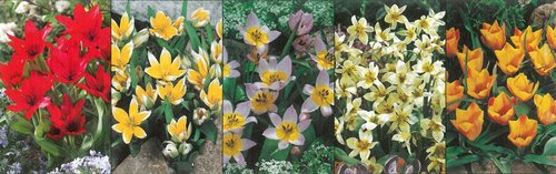 Show box S144 Tulipn  Miscellaneous (Species) 5 x 150 ks