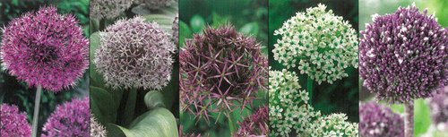 Show box S157 Allium 12/14, 5 x 30 ks