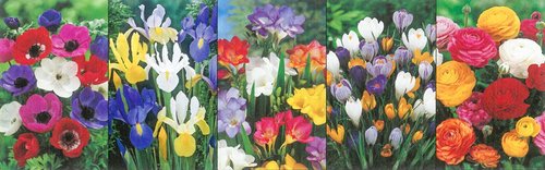 Show box S179 Miscellaneous Bulbs 5 x 150 ks