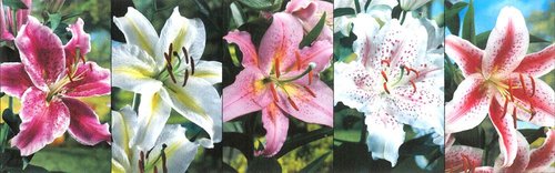 Show box S28 Lilie Oriental Hybrid 18/20, 5 x 20 ks