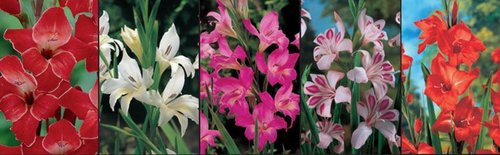Show box S16 Gladioli Nanus &amp; Colvilli Varieties 8/10, 5 x 80 ks