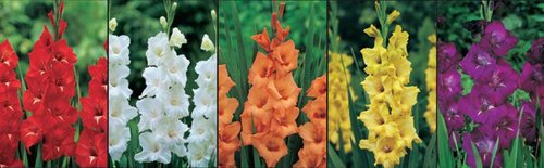 Show box S1 Gladioli in Colours 16/+, 5 x 60 ks