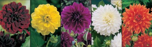 Show box S22 Dahlia Decorative Single Coloured I, 5 x 10 ks