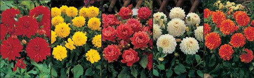 Show box S24 Dahlia Decorative Border Varieties, 5 x 10 ks