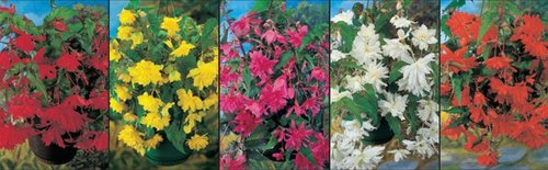 Show box S40 Begonia`s Pendula 6/+, 5 x 30 ks